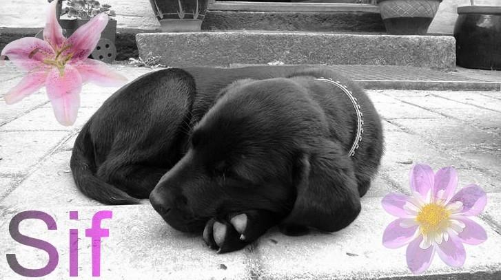 Labrador retriever Sif billede 12