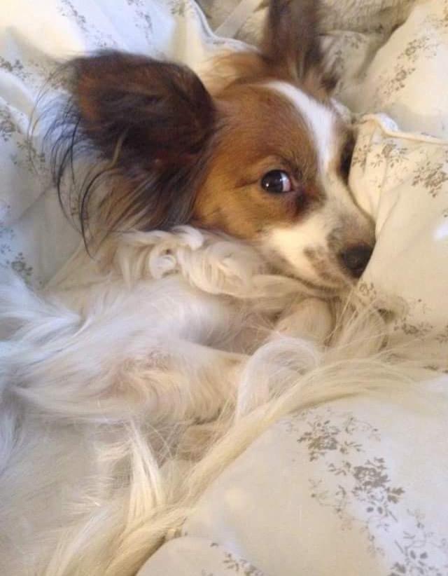 Papillon Smilla billede 1