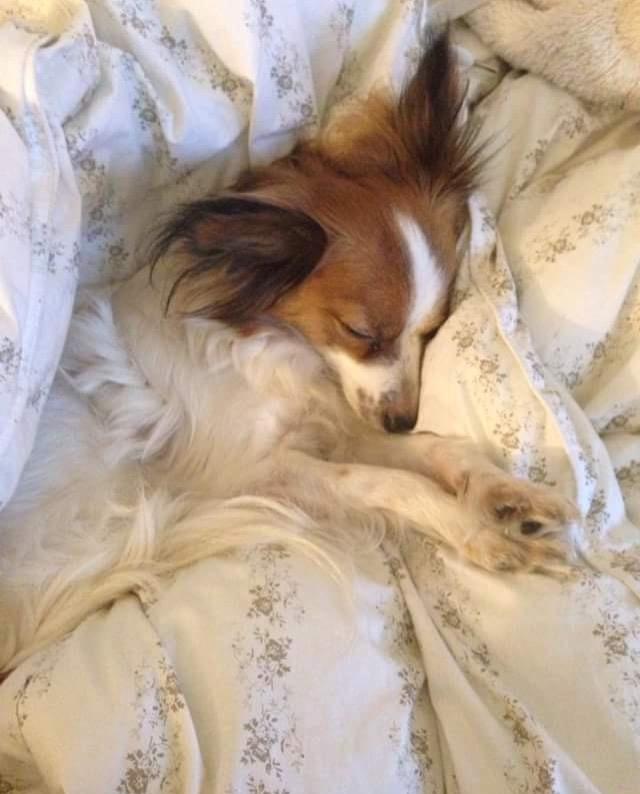 Papillon Smilla billede 3