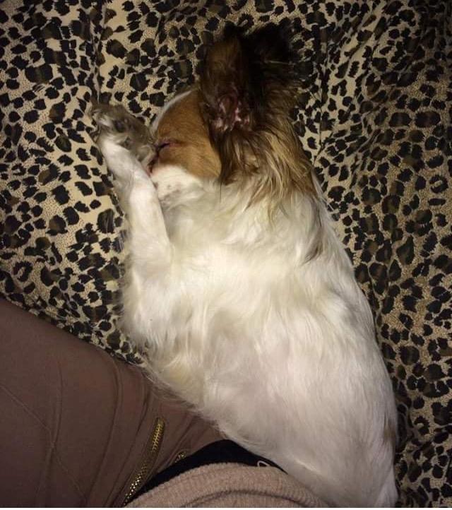 Papillon Smilla billede 4