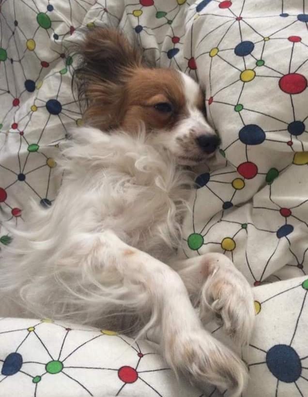 Papillon Smilla billede 5