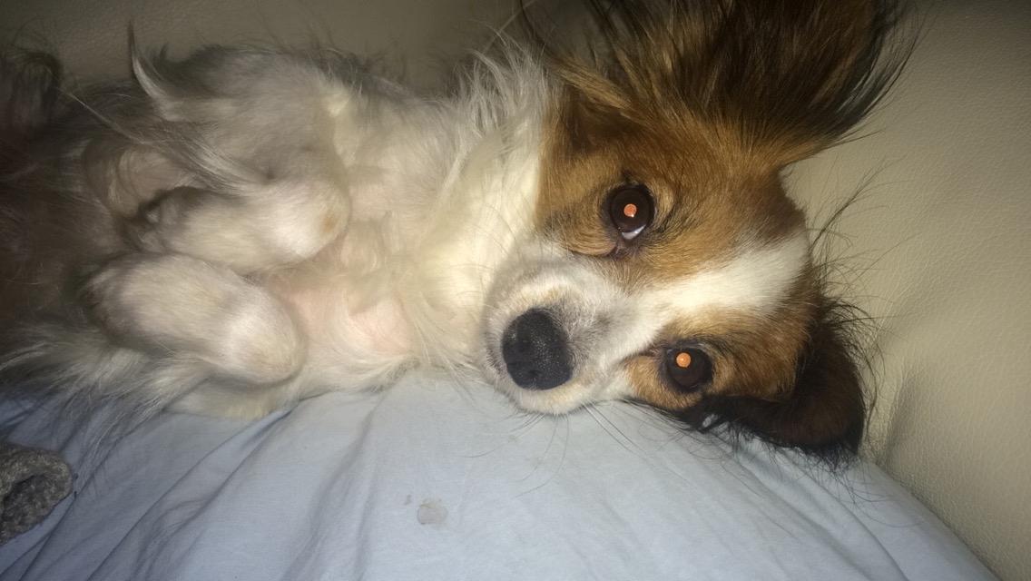 Papillon Smilla billede 6