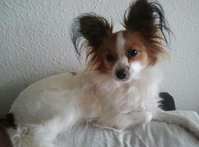 Papillon Smilla billede 7