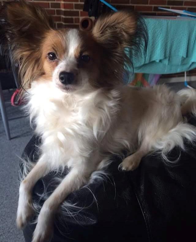 Papillon Smilla billede 8