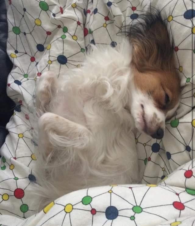 Papillon Smilla billede 9
