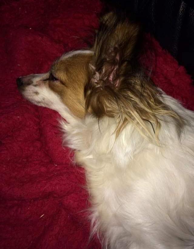 Papillon Smilla billede 10