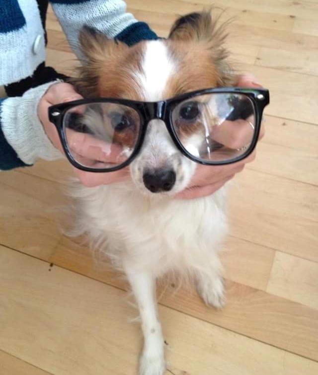 Papillon Smilla billede 11