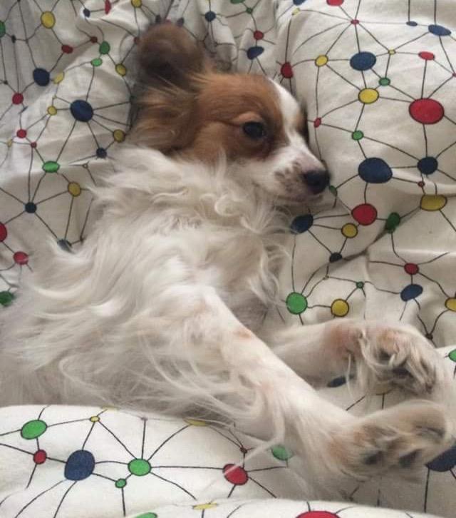 Papillon Smilla billede 12