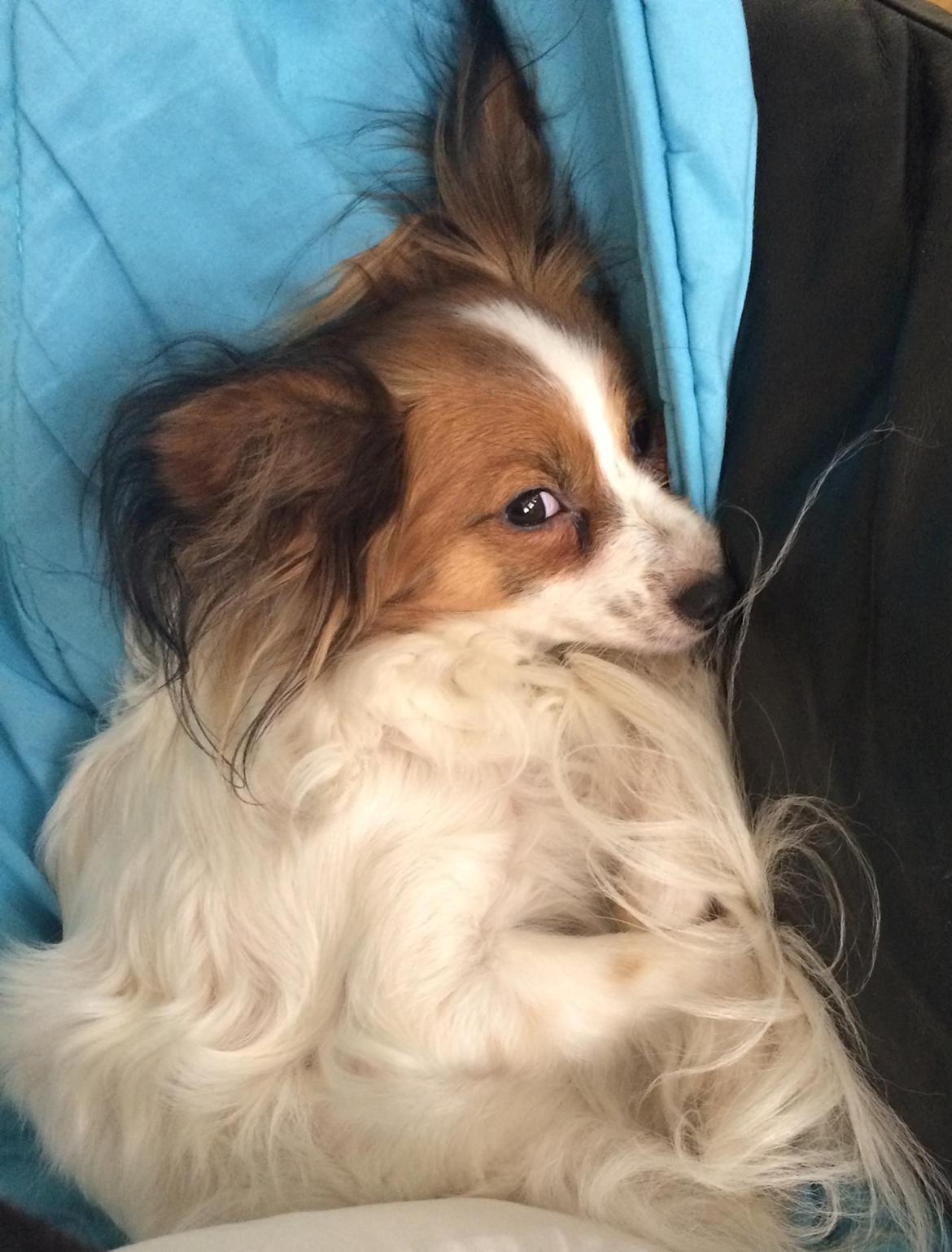 Papillon Smilla billede 13