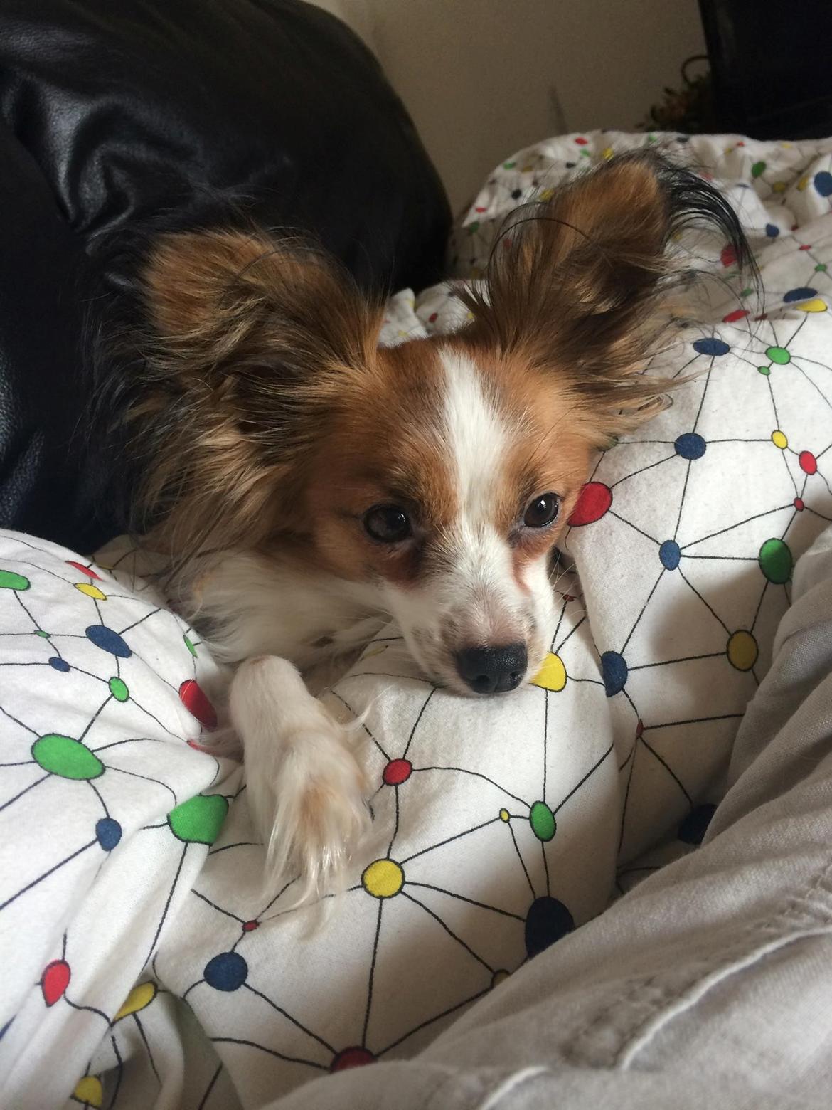 Papillon Smilla billede 14
