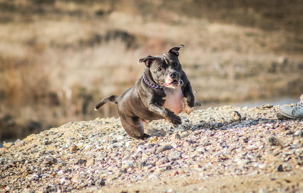 Staffordshire bull terrier Chayla billede 1