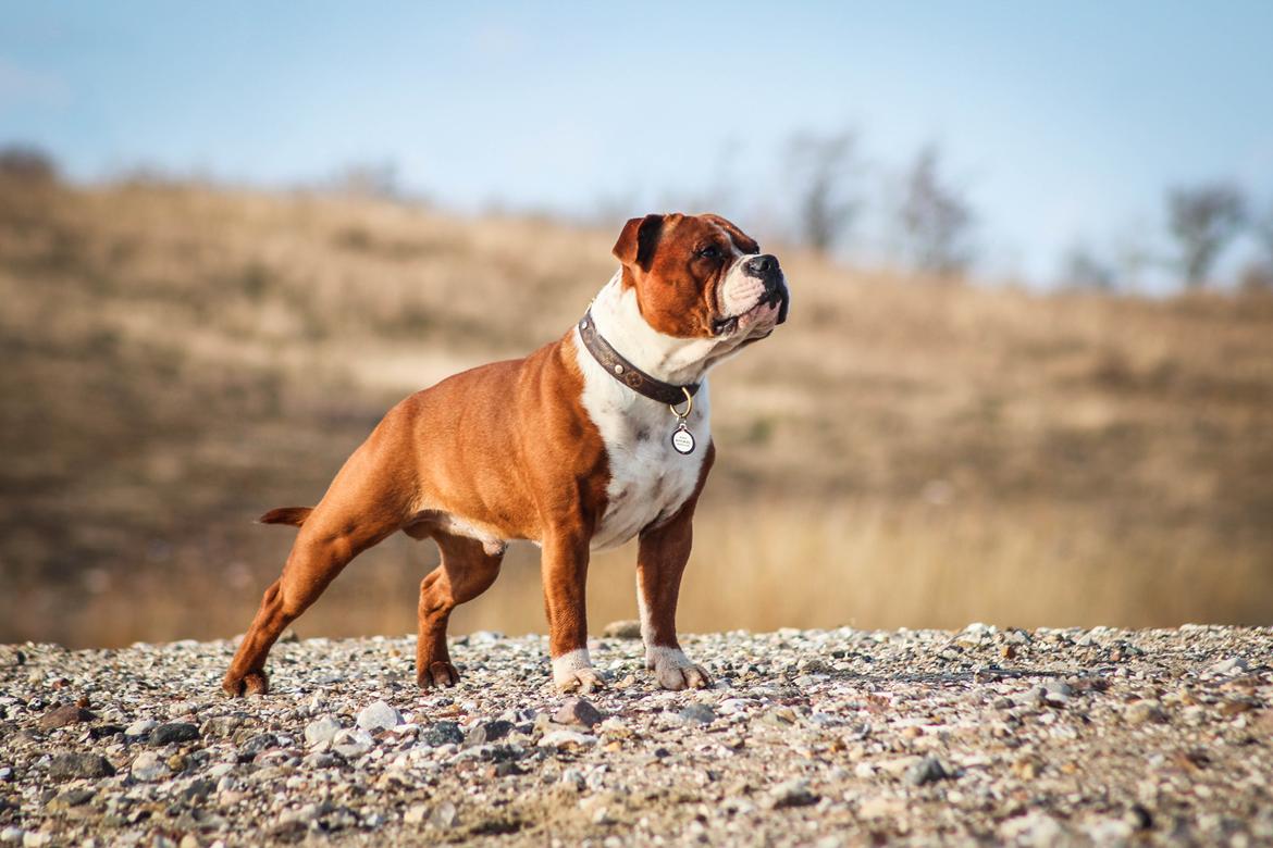 Staffordshire bull terrier Cedro *Himmelhund* Savner dig <3  billede 2