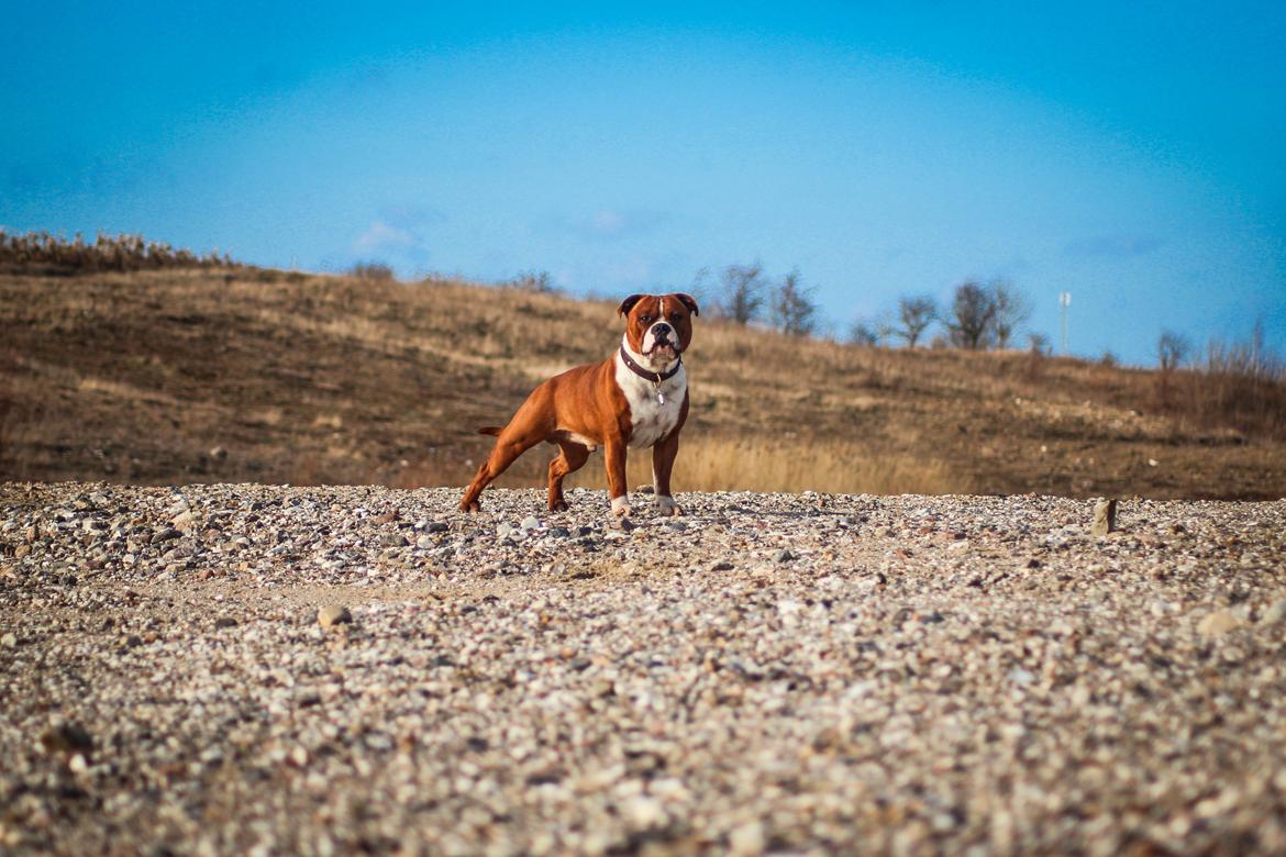 Staffordshire bull terrier Cedro *Himmelhund* Savner dig <3  billede 1
