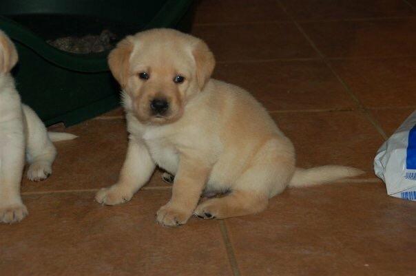 Labrador retriever Buddy billede 34