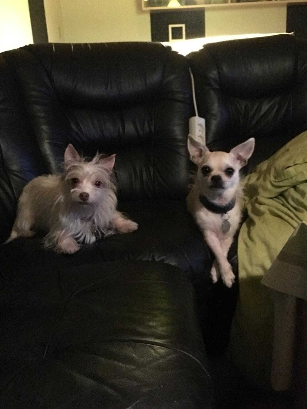 Blanding af racer Armarni billede 23