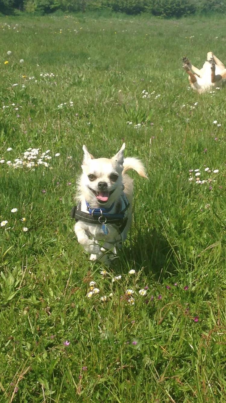 Blanding af racer Armarni billede 24