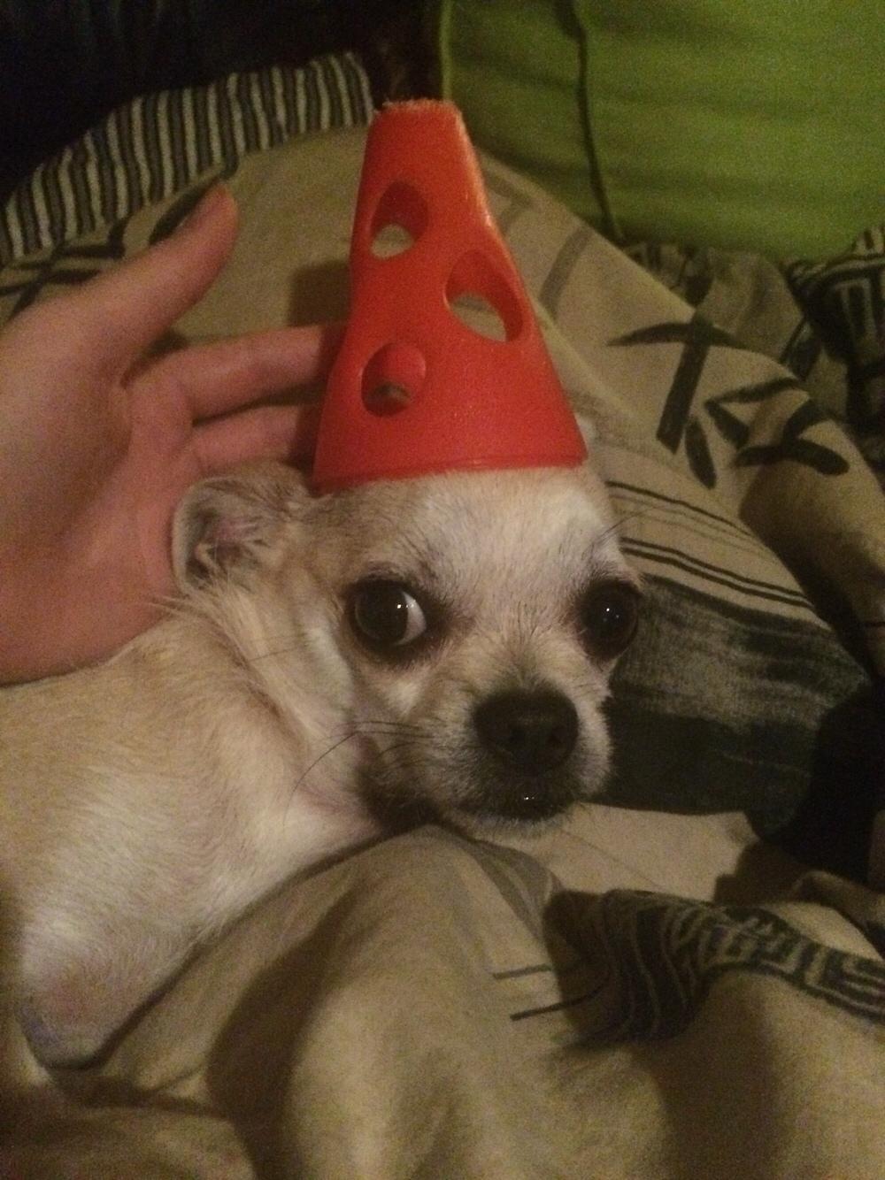 Blanding af racer Armarni billede 25