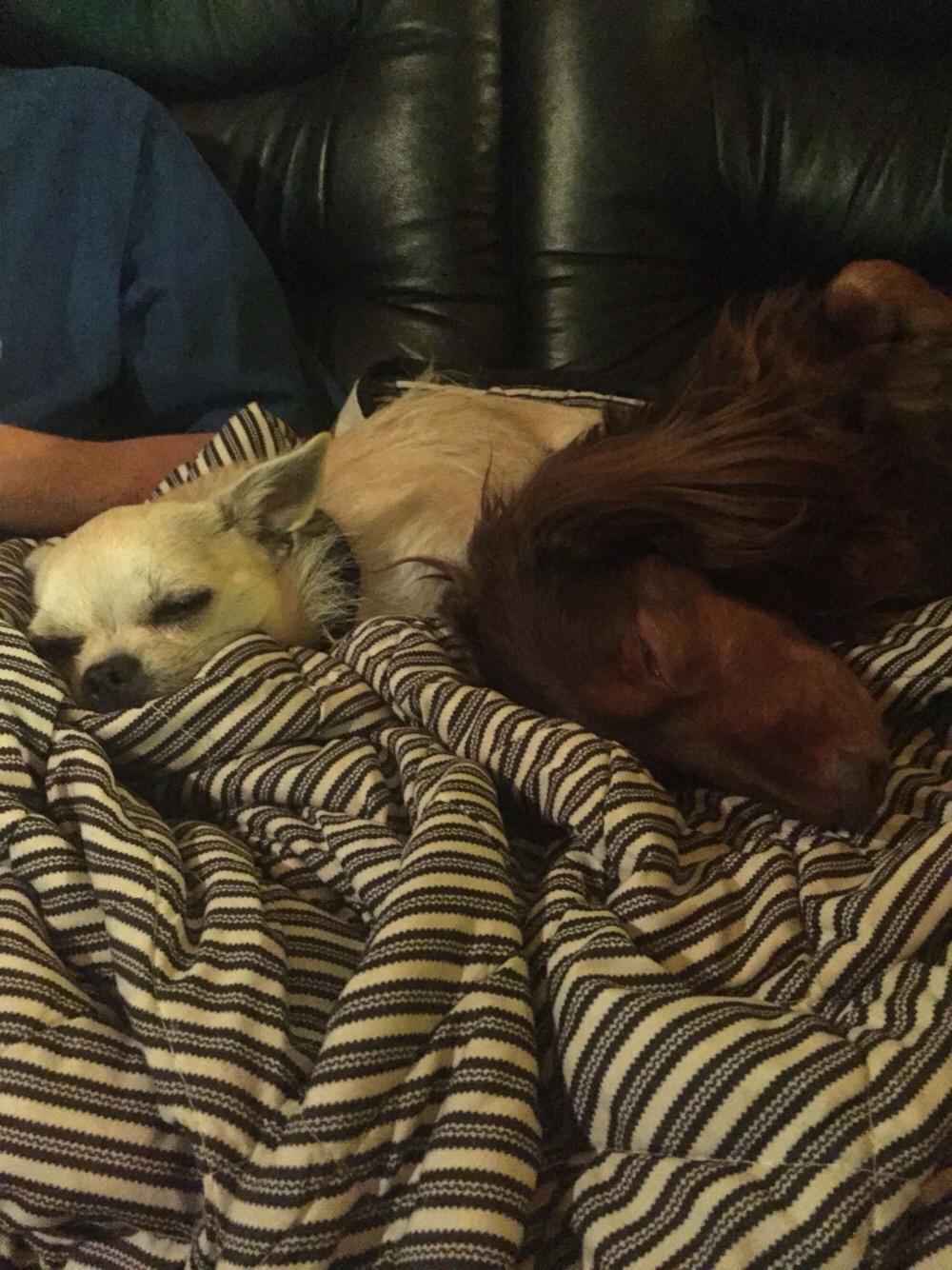 Blanding af racer Armarni billede 26