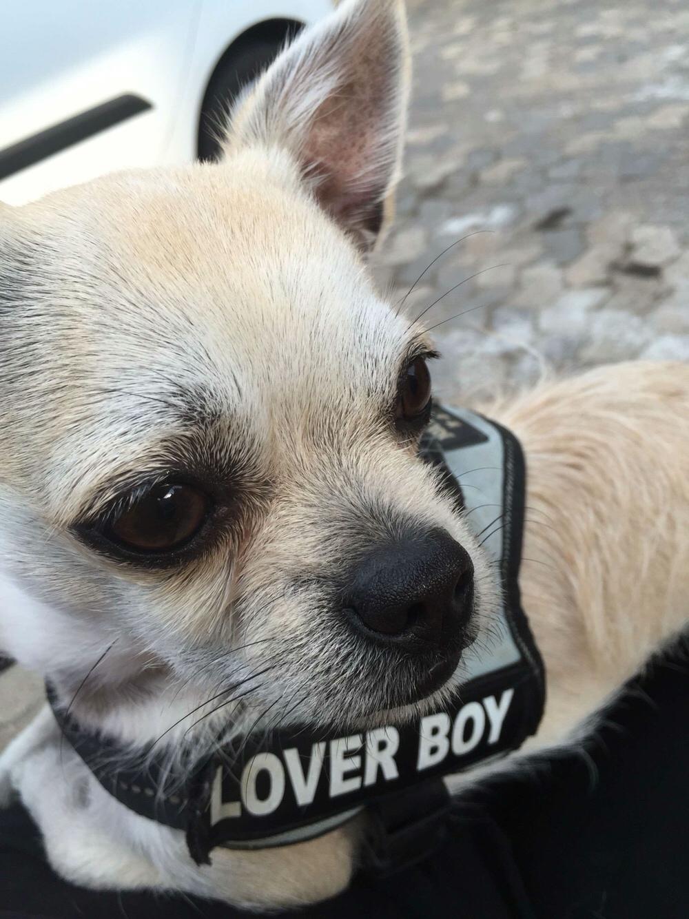 Blanding af racer Armarni billede 28