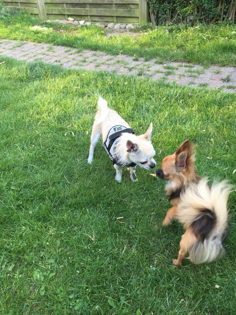 Blanding af racer Armarni billede 27