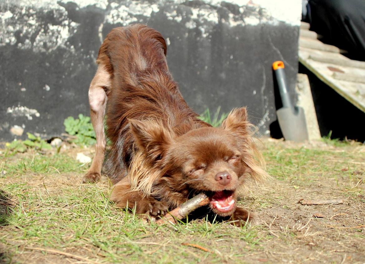 Chihuahua Boss billede 3