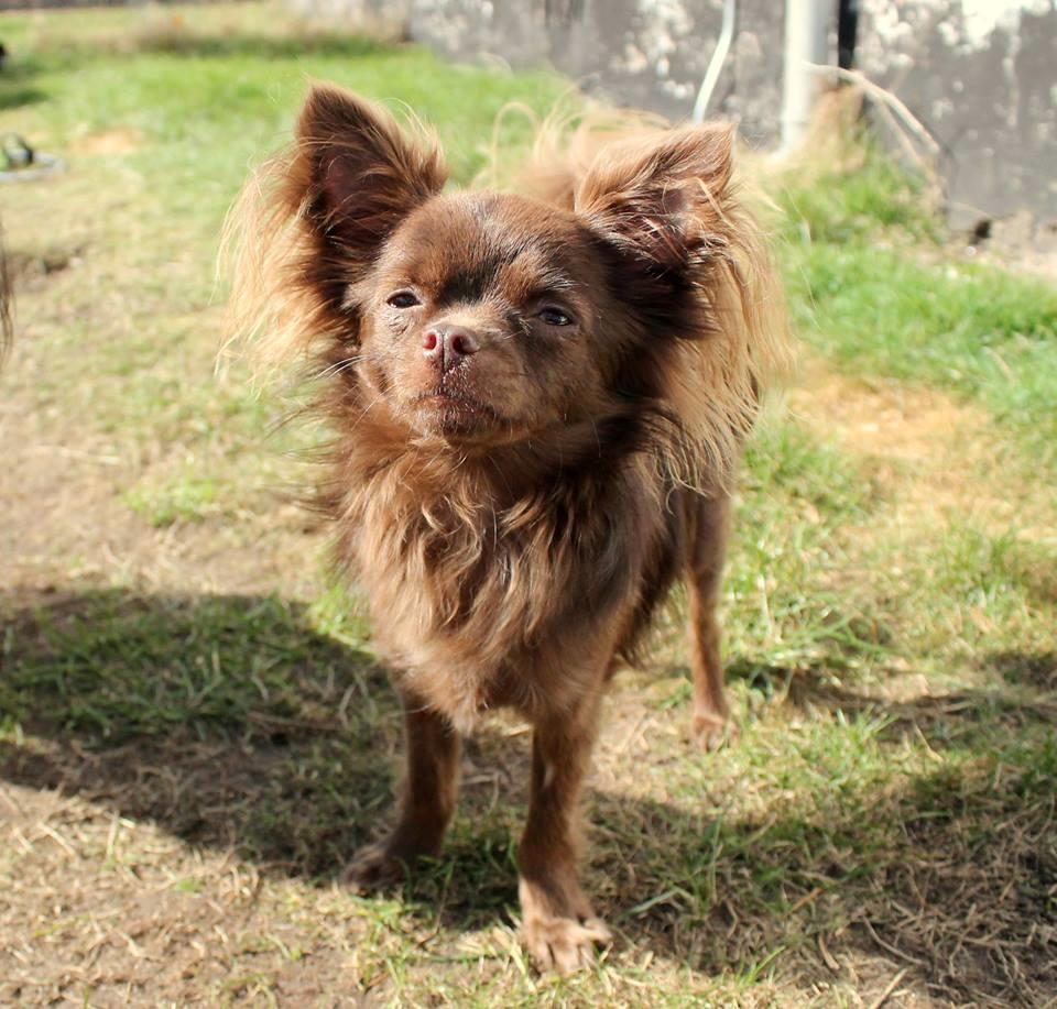 Chihuahua Boss billede 2