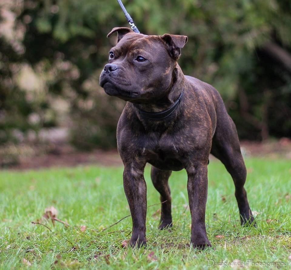 Staffordshire bull terrier Oijo billede 5