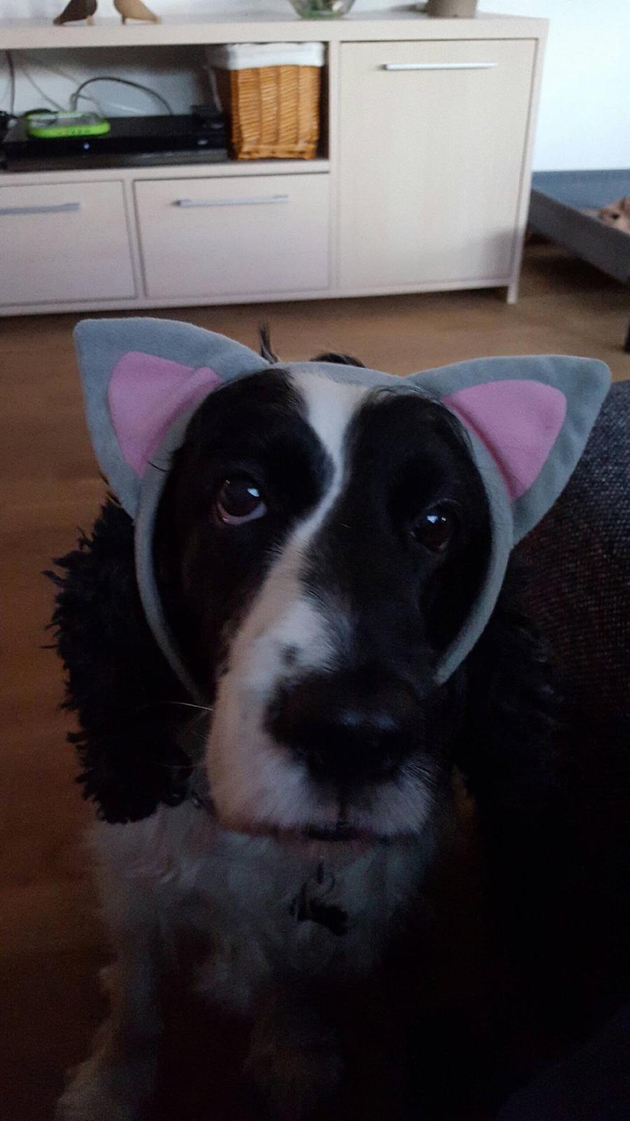 Cocker spaniel Perle billede 27