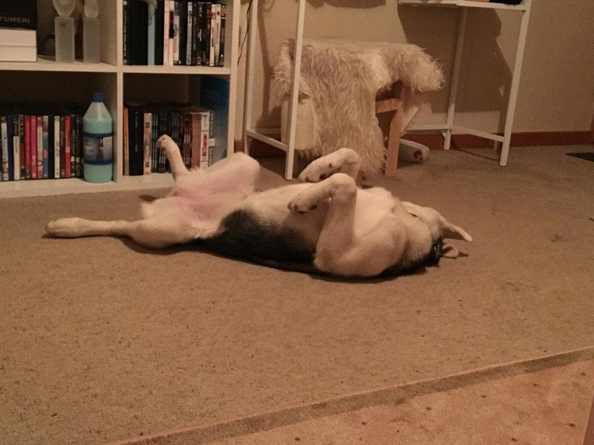 Alaskan husky Skæbnens Cille *RIP* billede 20