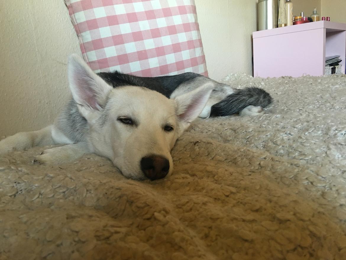 Alaskan husky Skæbnens Cille *RIP* billede 17