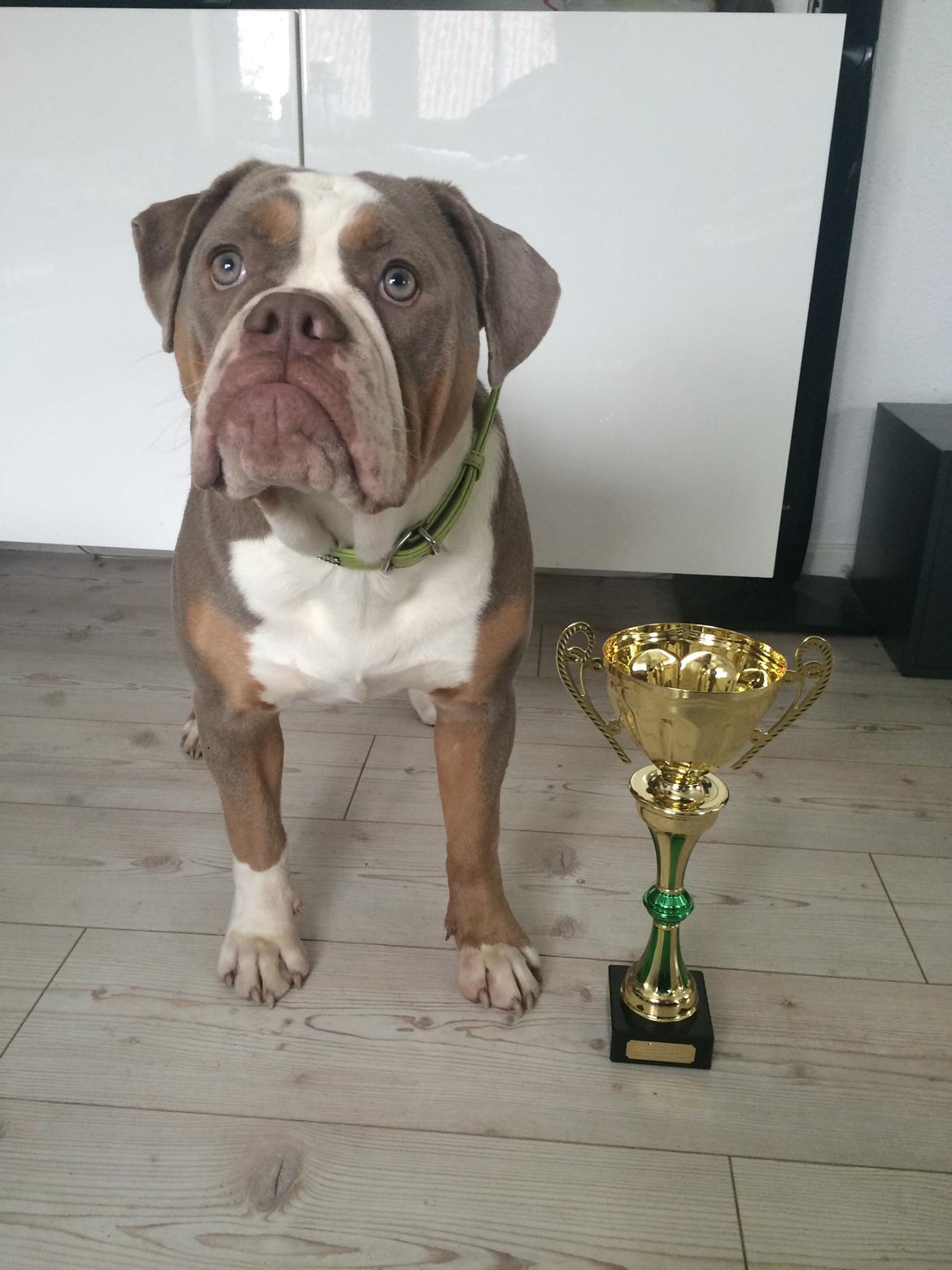 Olde english bulldogge Reservoirbulls Minerva (Gudrun) billede 38