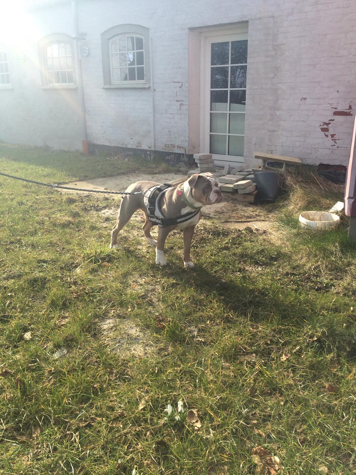 Olde english bulldogge Reservoirbulls Minerva (Gudrun) billede 39