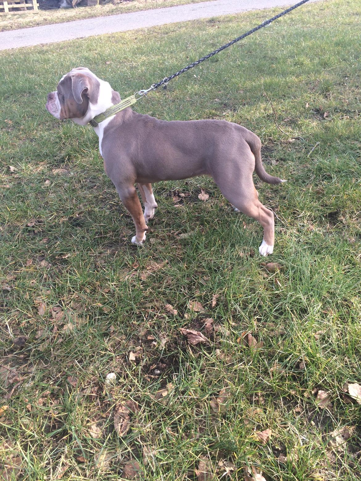 Olde english bulldogge Reservoirbulls Minerva (Gudrun) billede 40