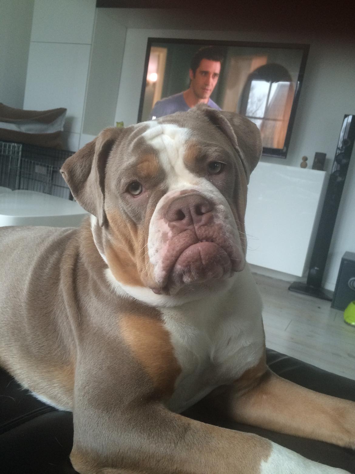 Olde english bulldogge Reservoirbulls Minerva (Gudrun) billede 42