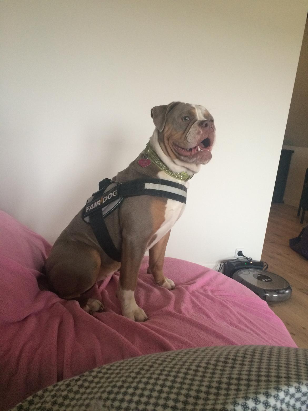 Olde english bulldogge Reservoirbulls Minerva (Gudrun) billede 41