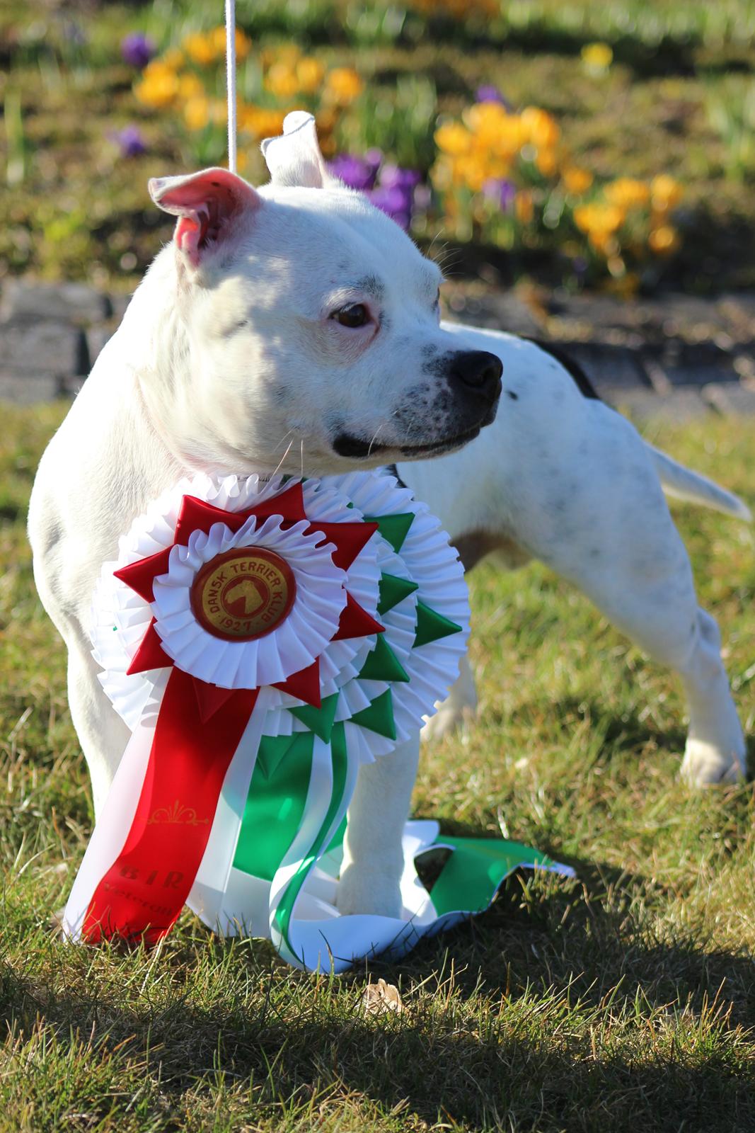Staffordshire bull terrier Buddha billede 47