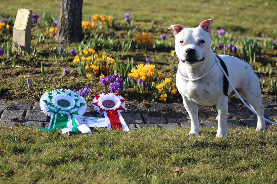 Staffordshire bull terrier Buddha billede 43