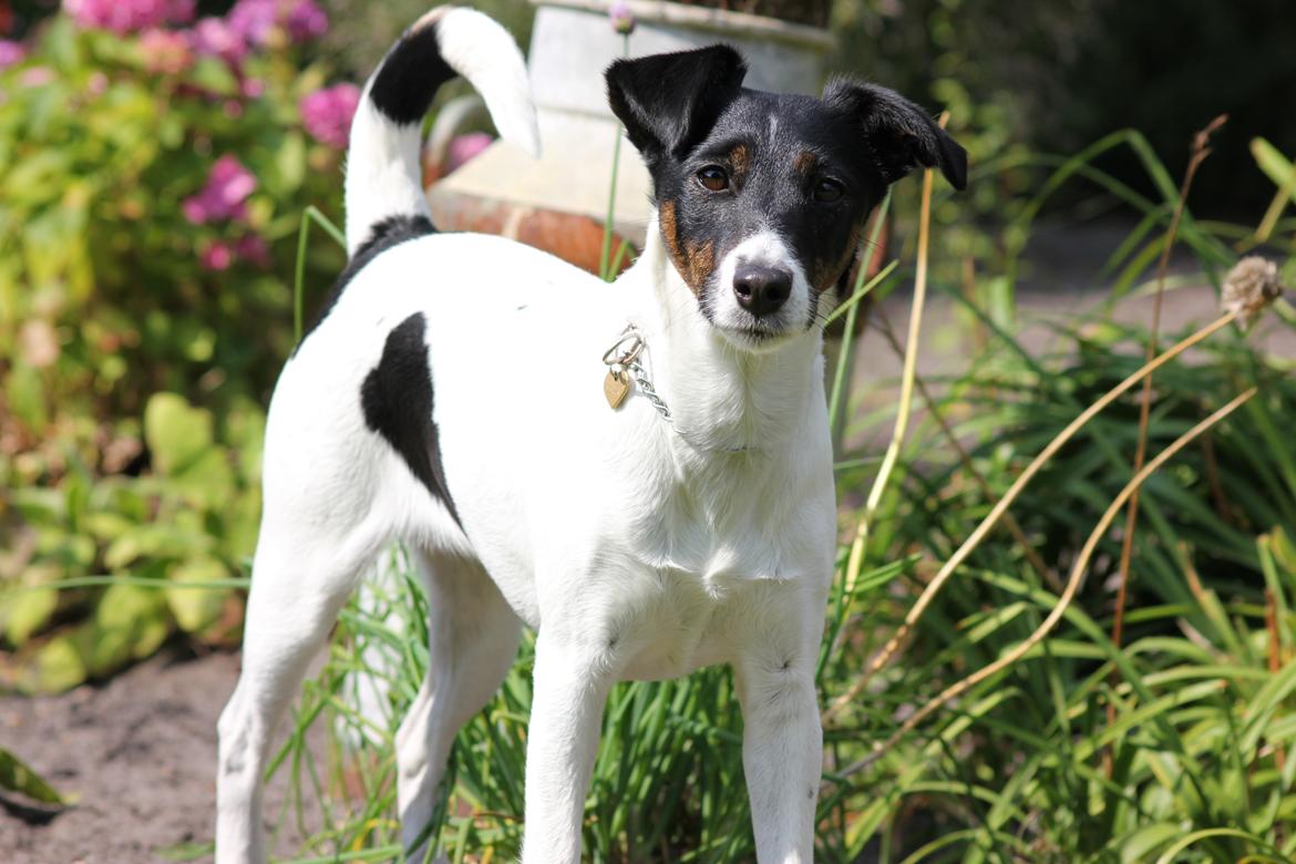 Glathåret foxterrier  blanding NOVA billede 4