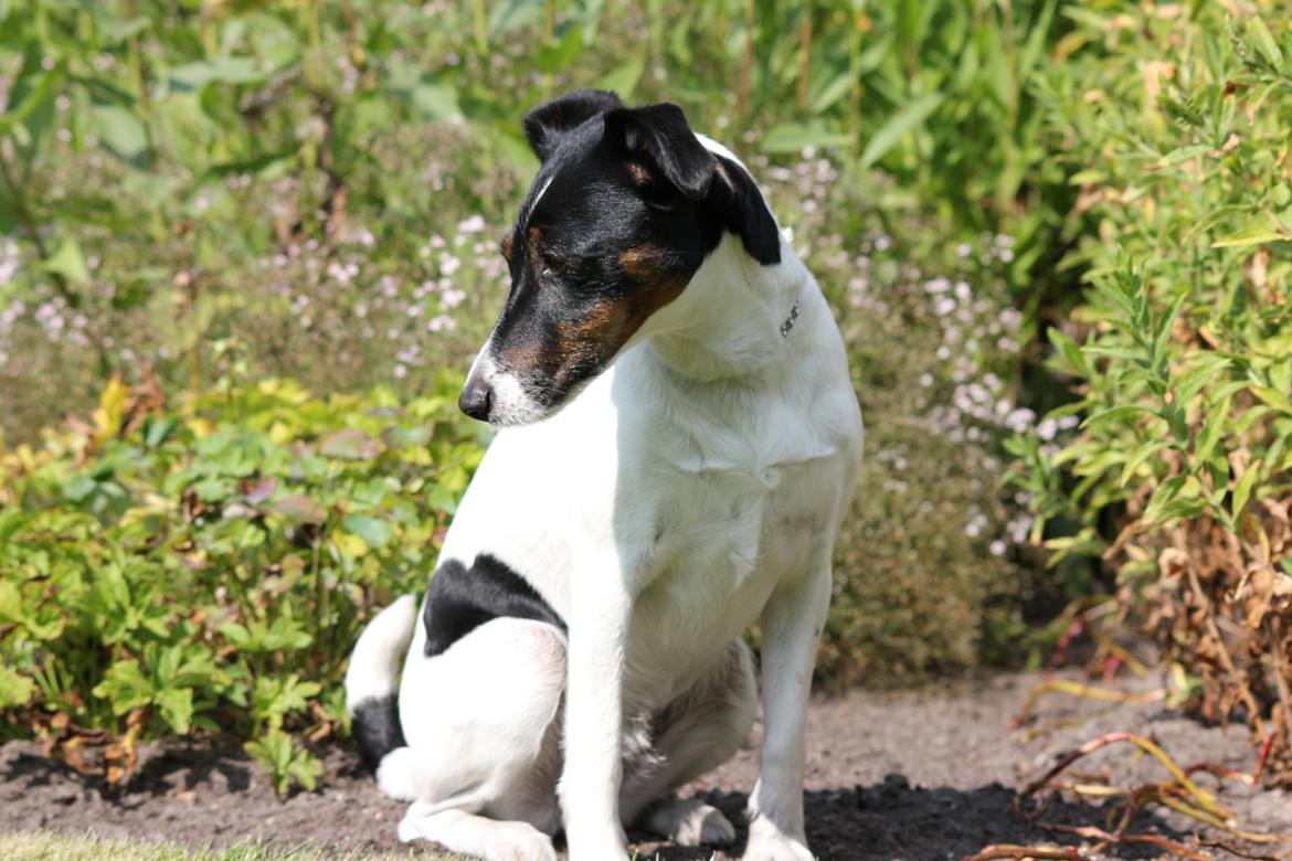 Glathåret foxterrier  blanding NOVA billede 23