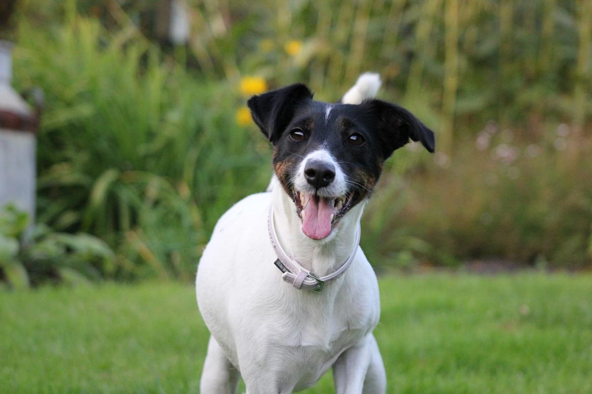 Glathåret foxterrier  blanding NOVA billede 26