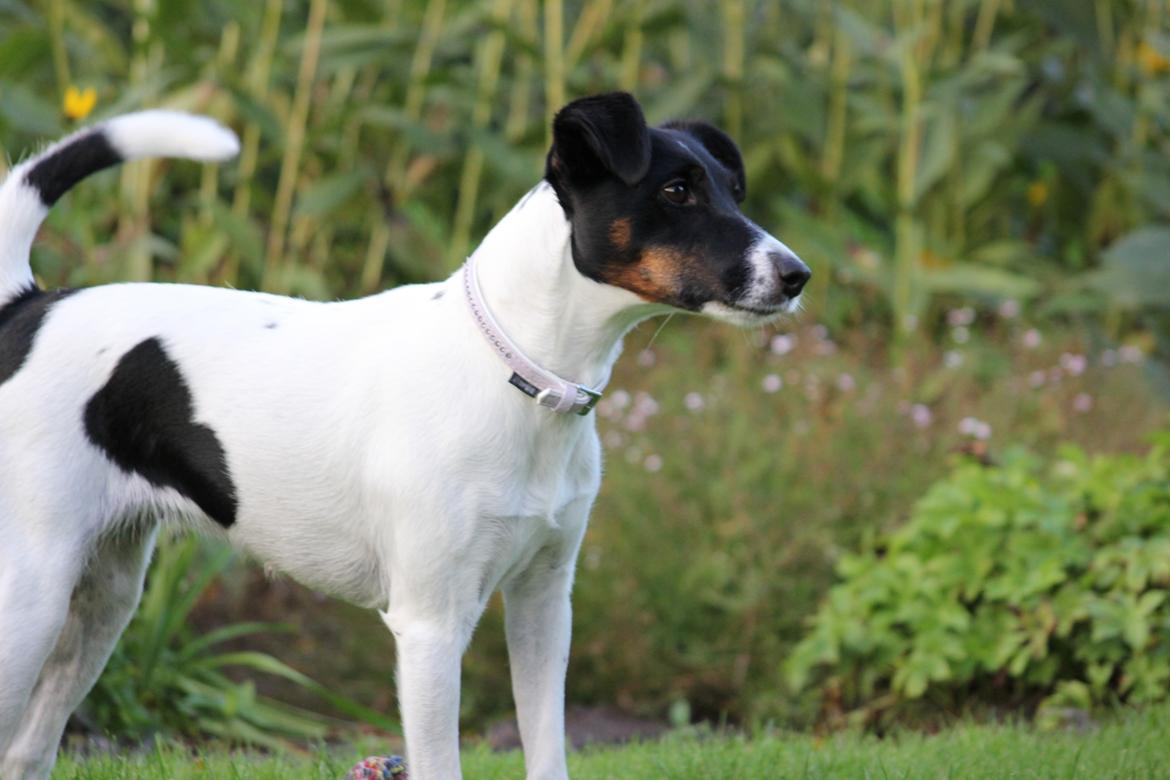 Glathåret foxterrier  blanding NOVA billede 27