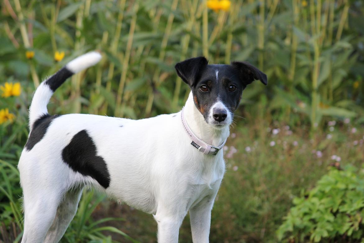 Glathåret foxterrier  blanding NOVA billede 28