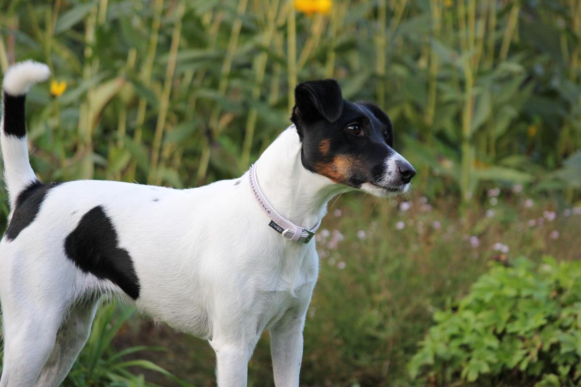 Glathåret foxterrier  blanding NOVA billede 30