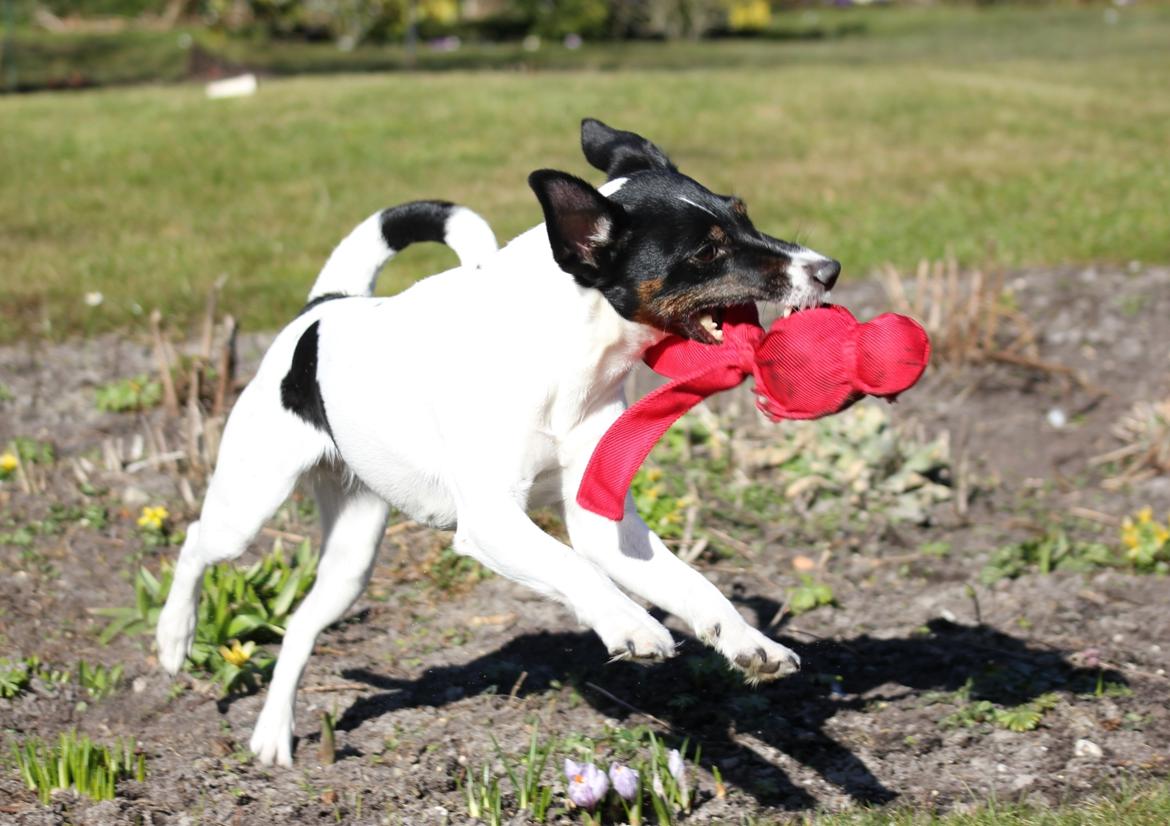 Glathåret foxterrier  blanding NOVA billede 19