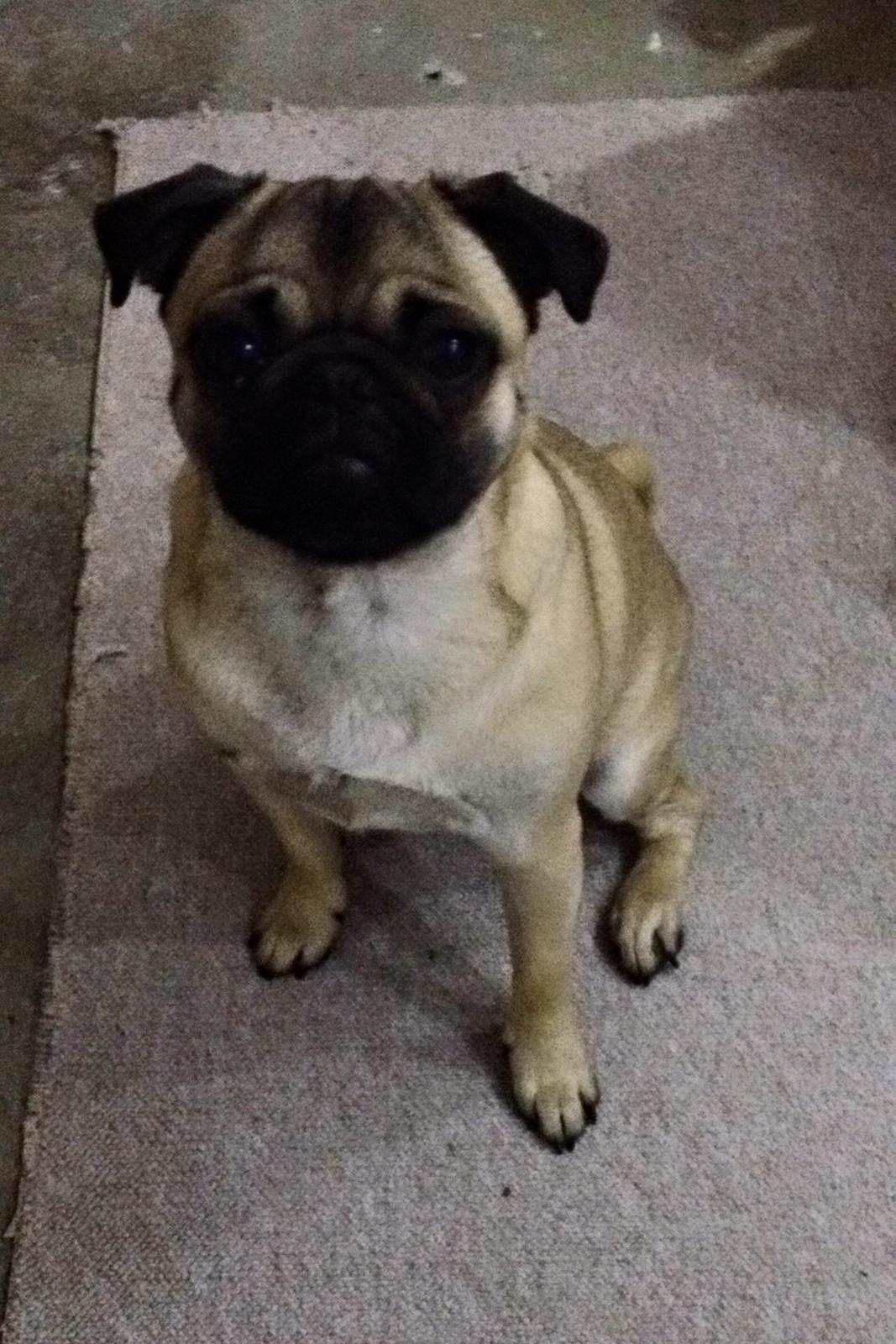 Mops Delle billede 10