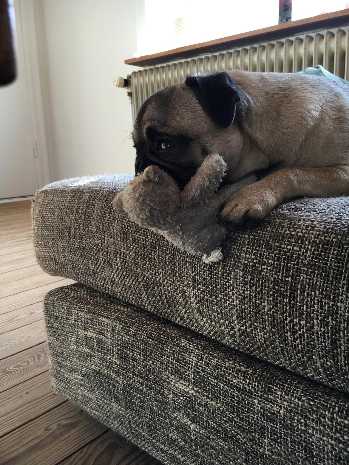 Mops Delle billede 11