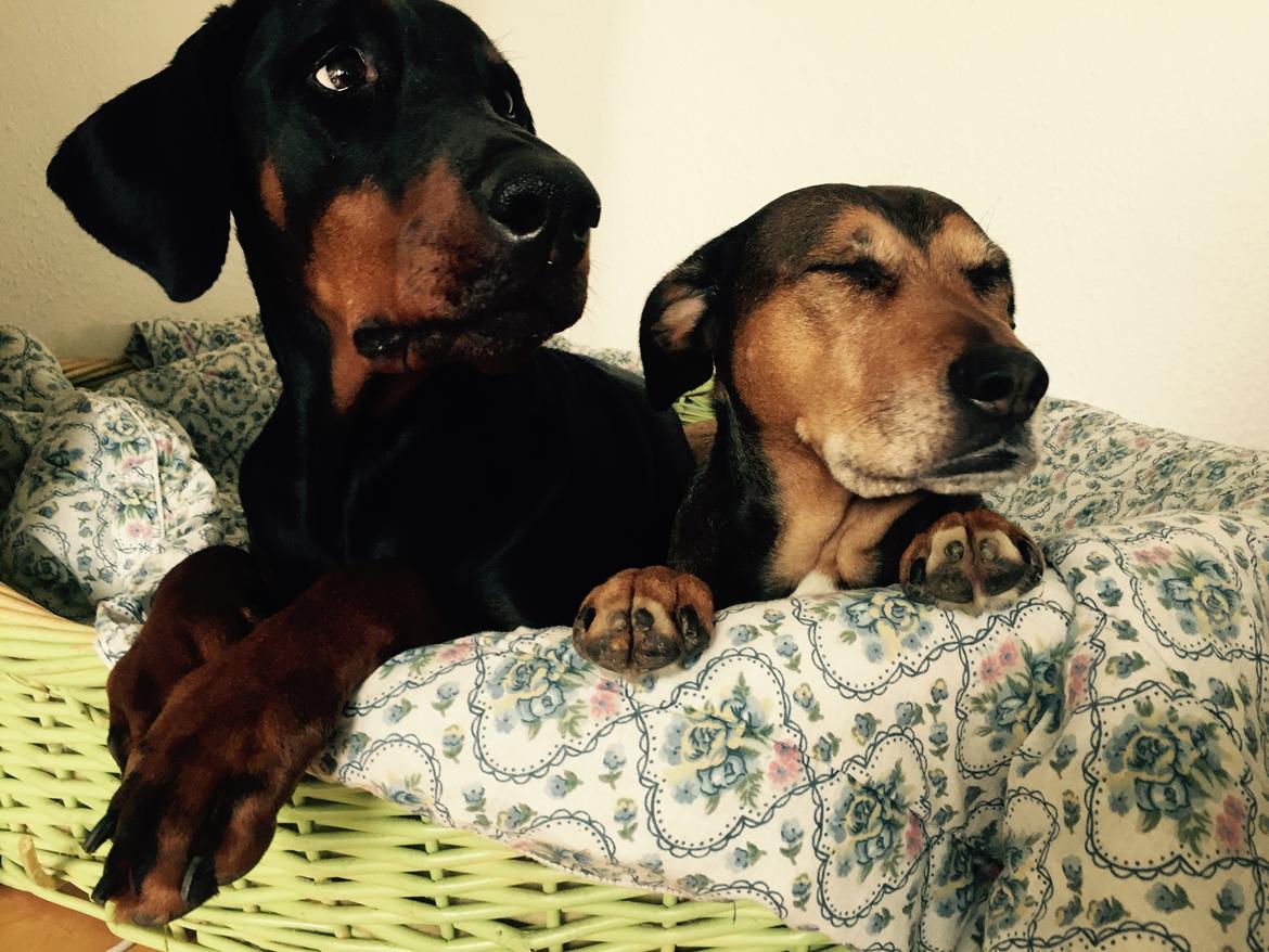 Blanding af racer HOOTCHIE billede 15