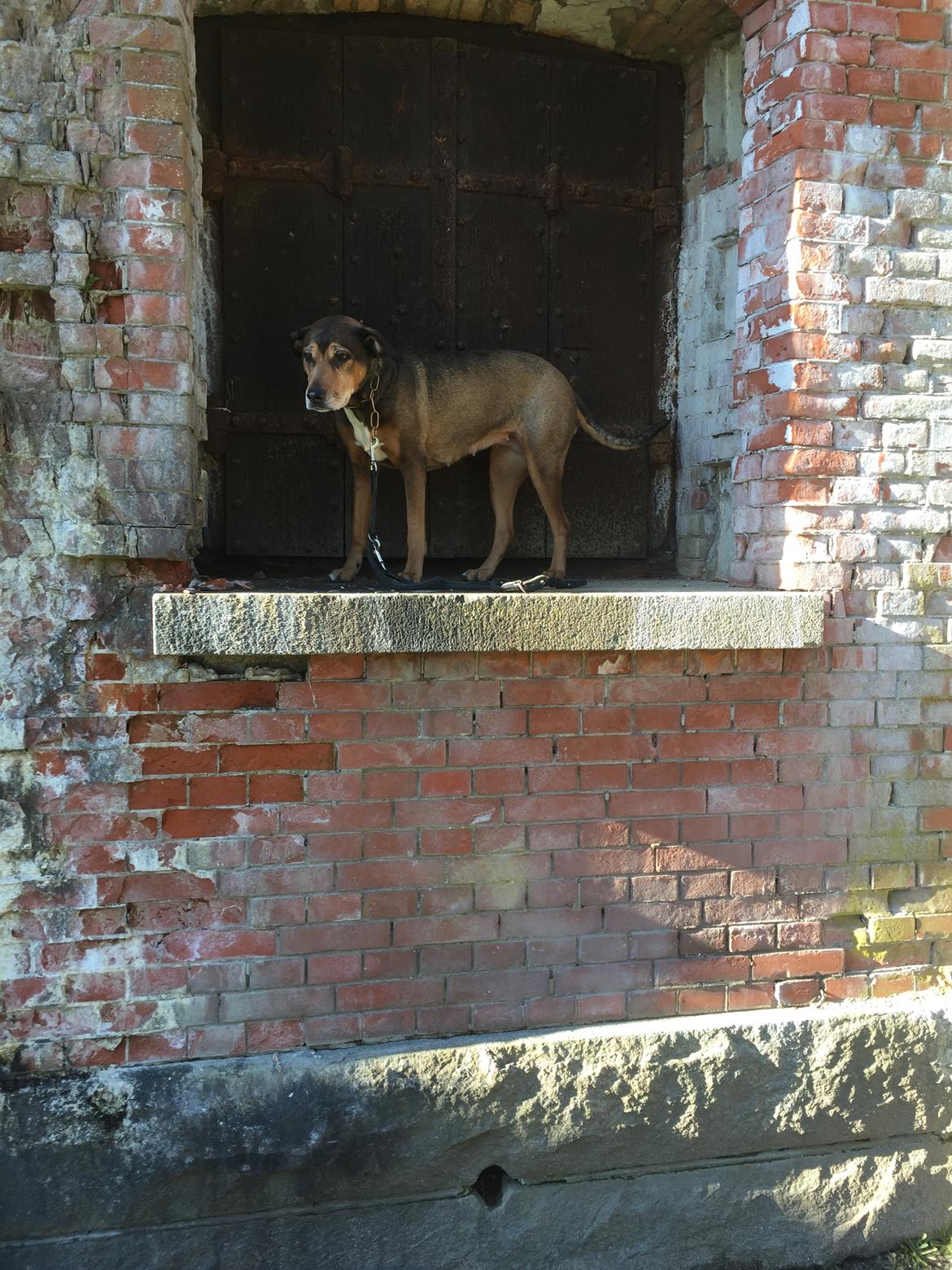 Blanding af racer HOOTCHIE billede 17