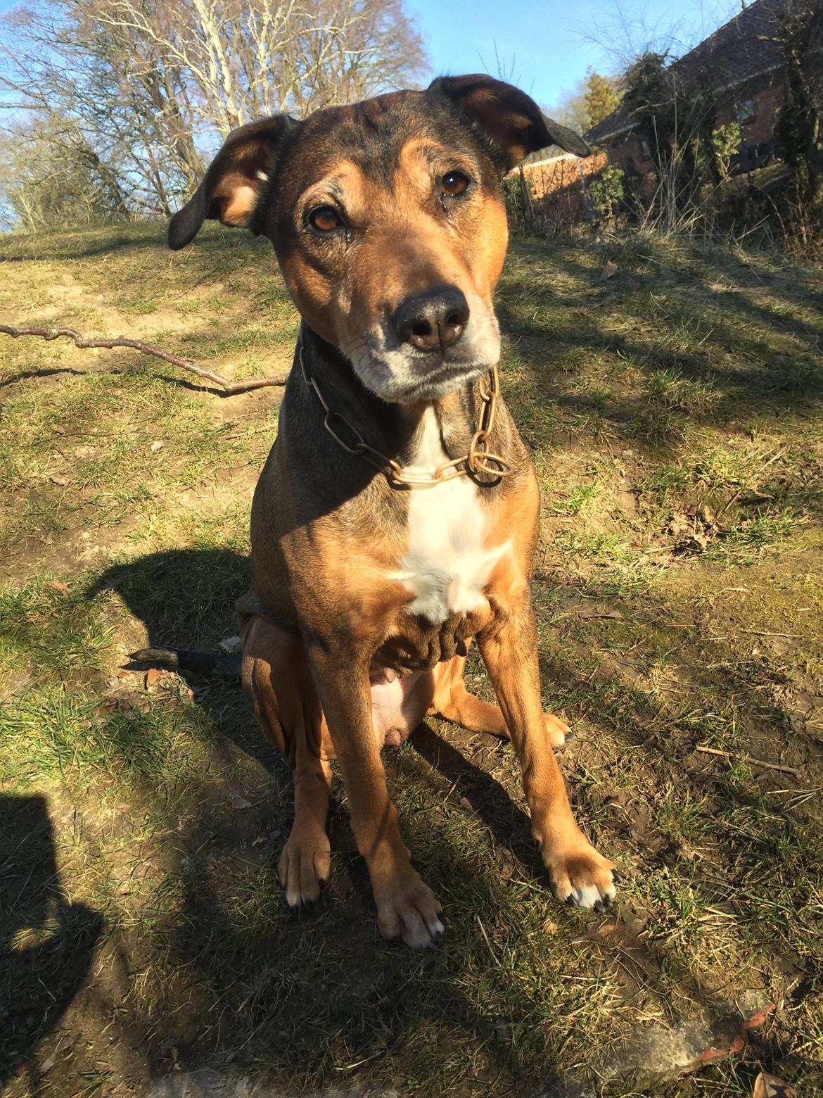 Blanding af racer HOOTCHIE billede 18