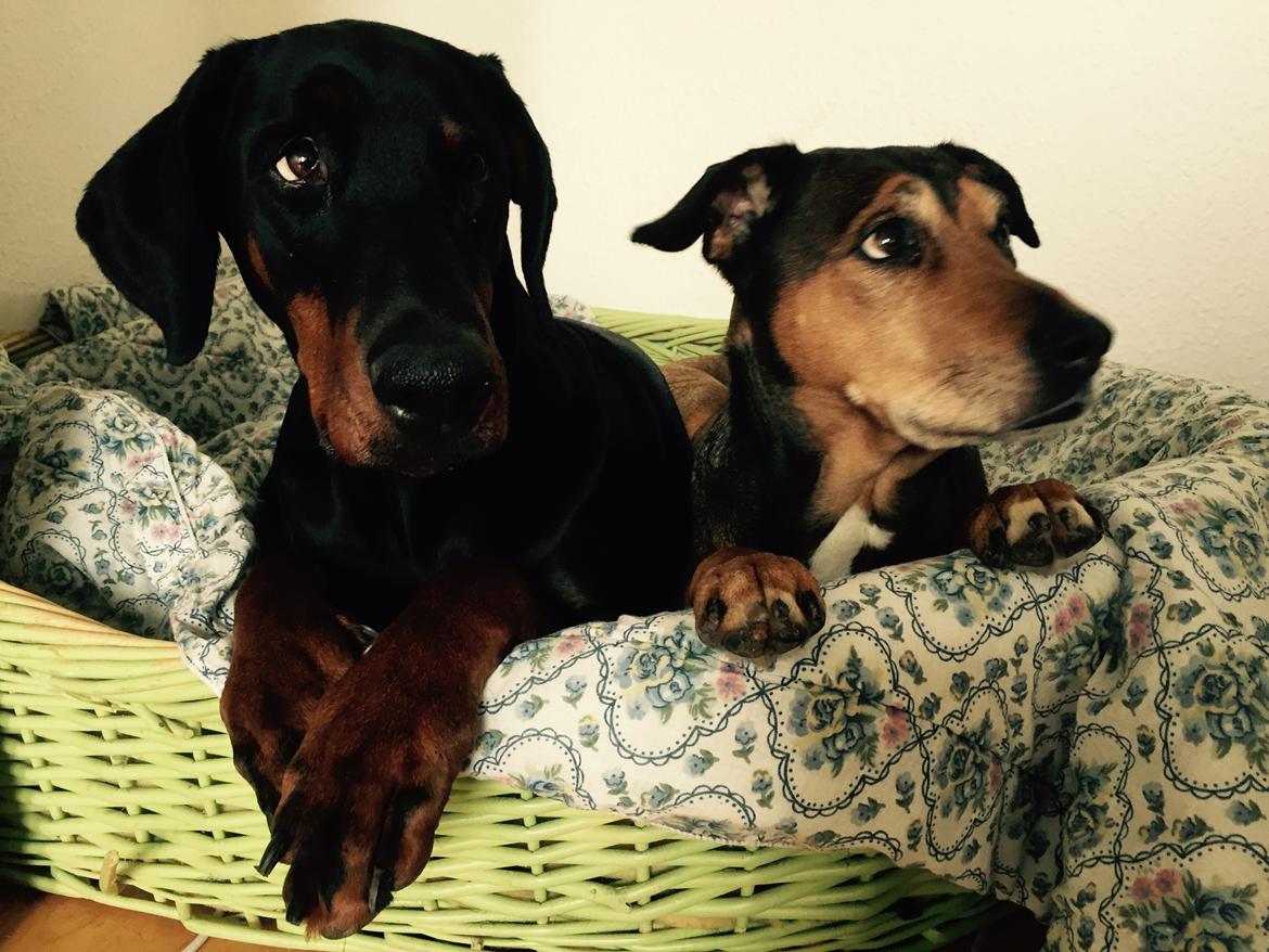 Blanding af racer HOOTCHIE billede 16